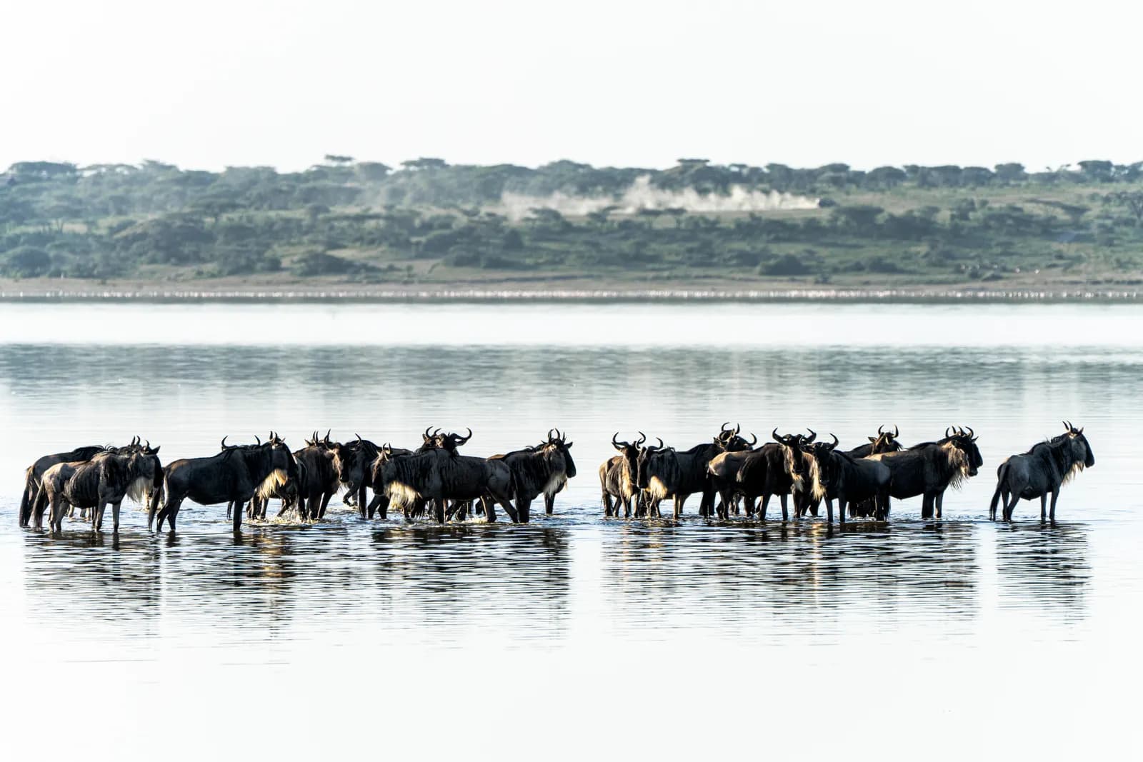 6-Day Great Migration Mara
