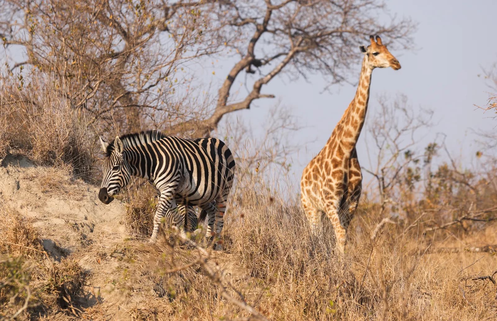 4-Day Nakuru & Naivasha Lakes 4-Day Nakuru & Naivasha Lakes