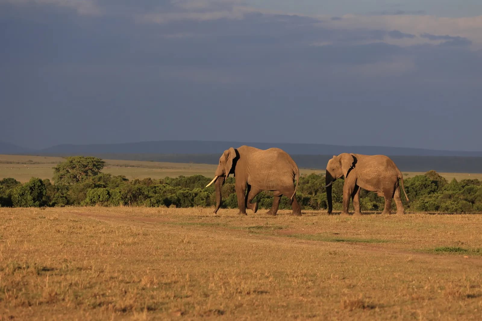 4-Day Amboseli & Kilimanjaro Views 4-Day Amboseli & Kilimanjaro Views