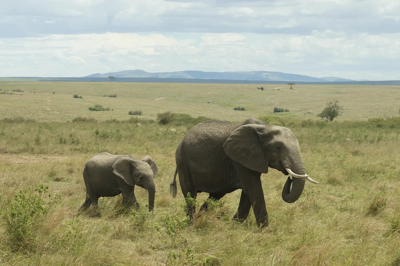 4-Day Amboseli & Kilimanjaro Views 4-Day Amboseli & Kilimanjaro Views