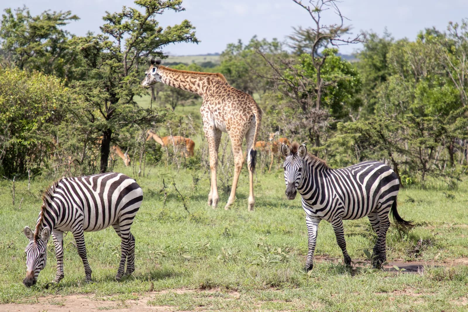 6-Day Classic Kenya Safari 6-Day Classic Kenya Safari
