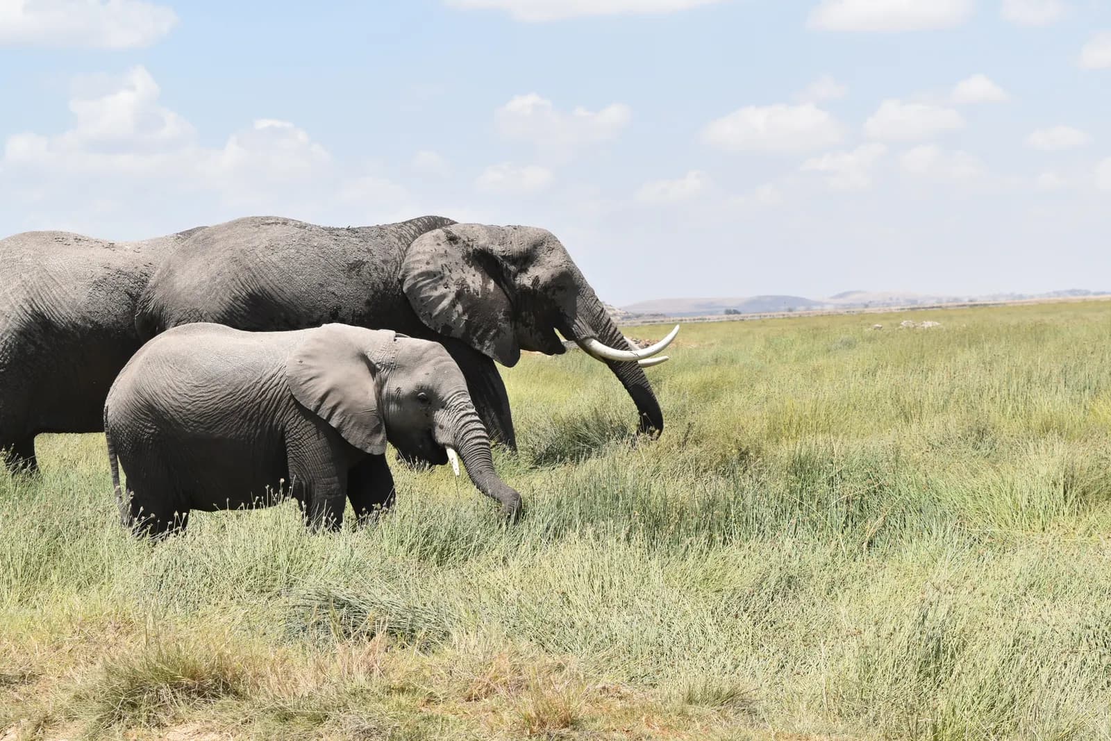 4-Day Amboseli & Kilimanjaro Views 4-Day Amboseli & Kilimanjaro Views