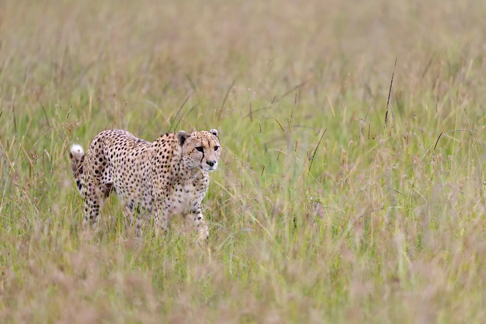 3-Day Maasai Mara Short Break 3-Day Maasai Mara Short Break