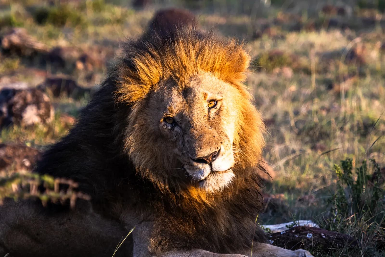 Lion in the Maasai Mara