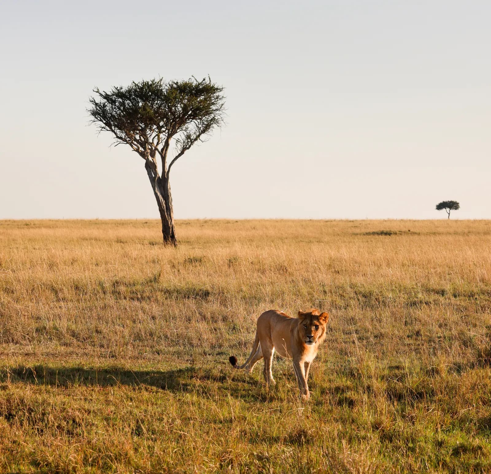 3-Day Maasai Mara Short Break