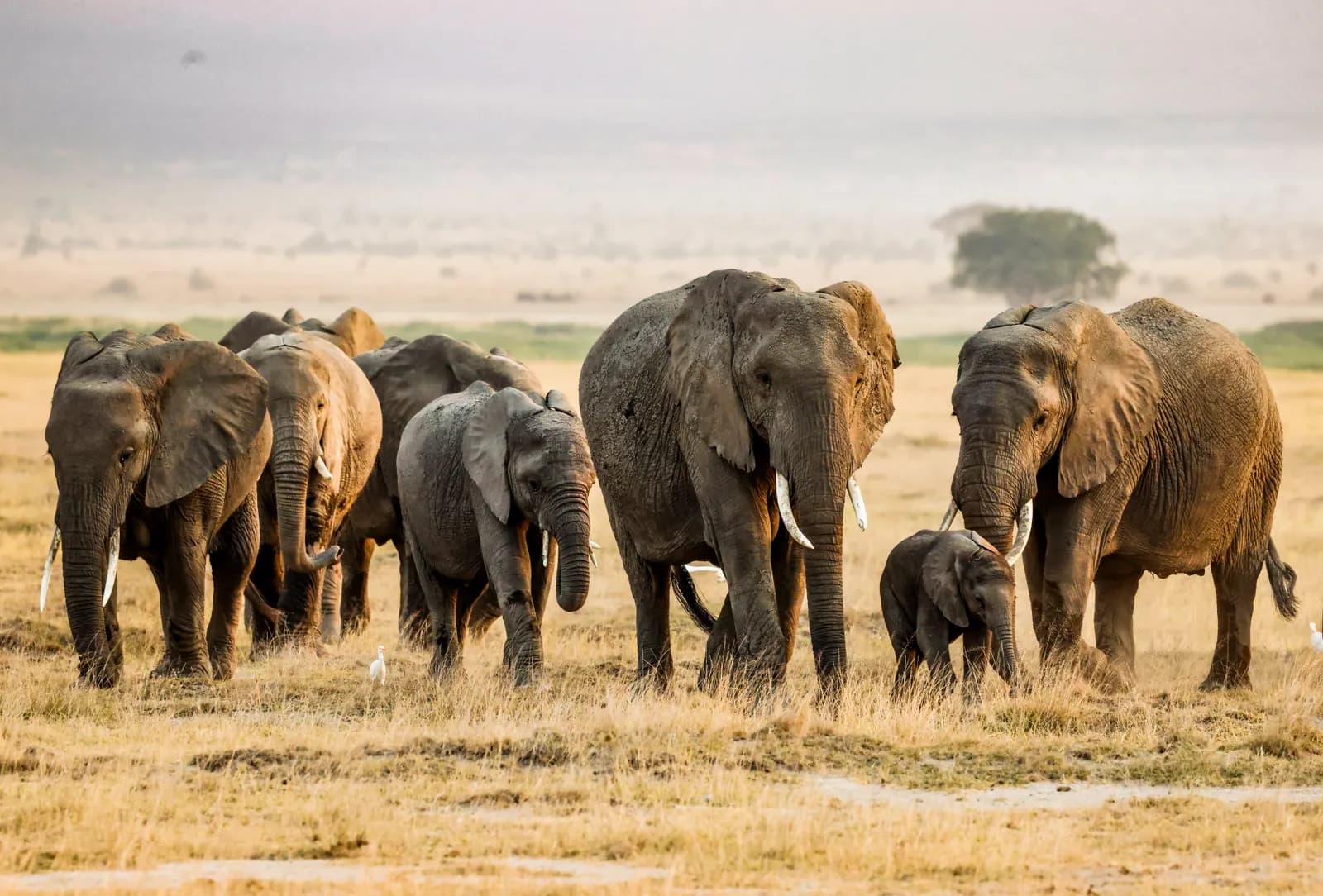 Amboseli National Park