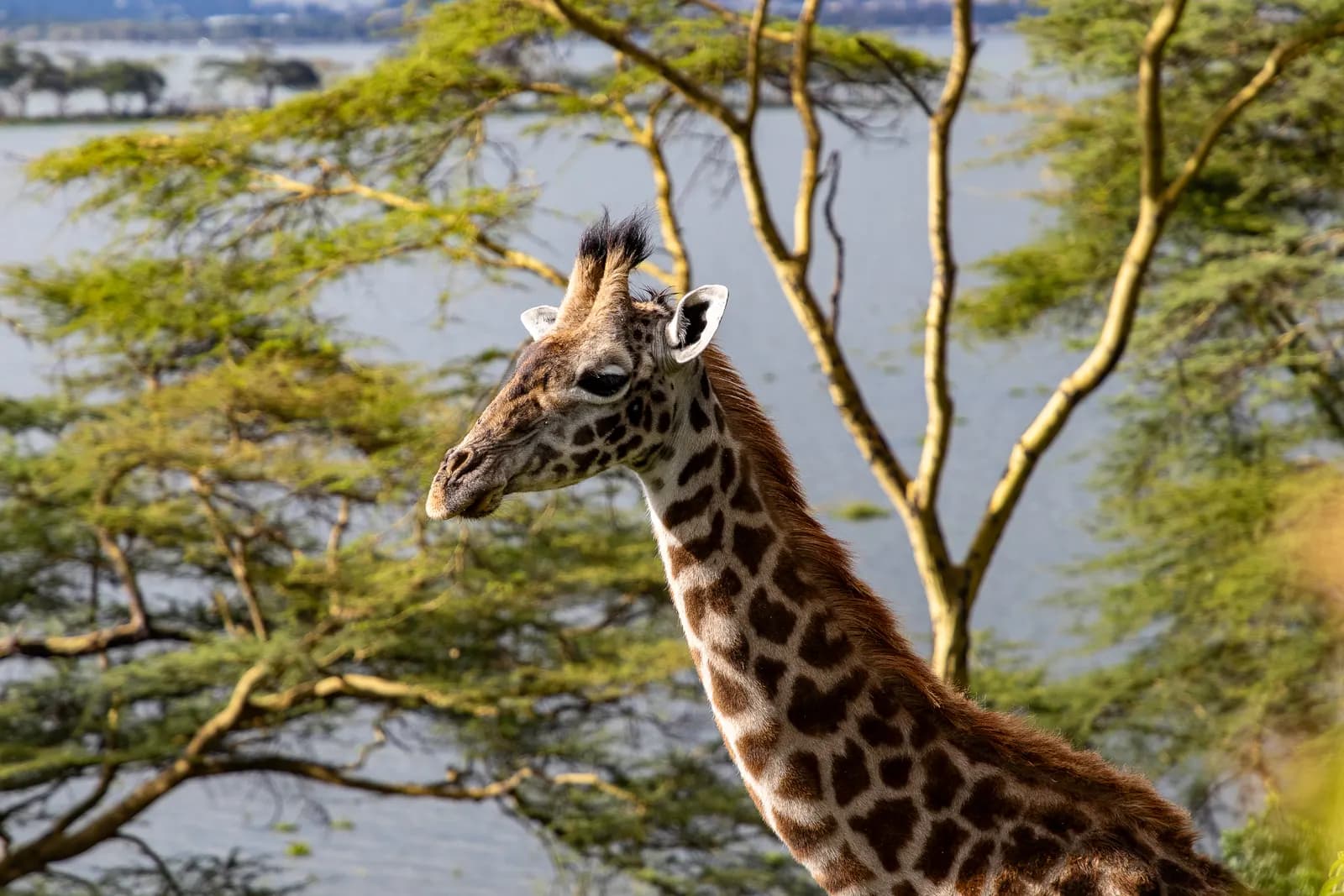 Samburu Samburu