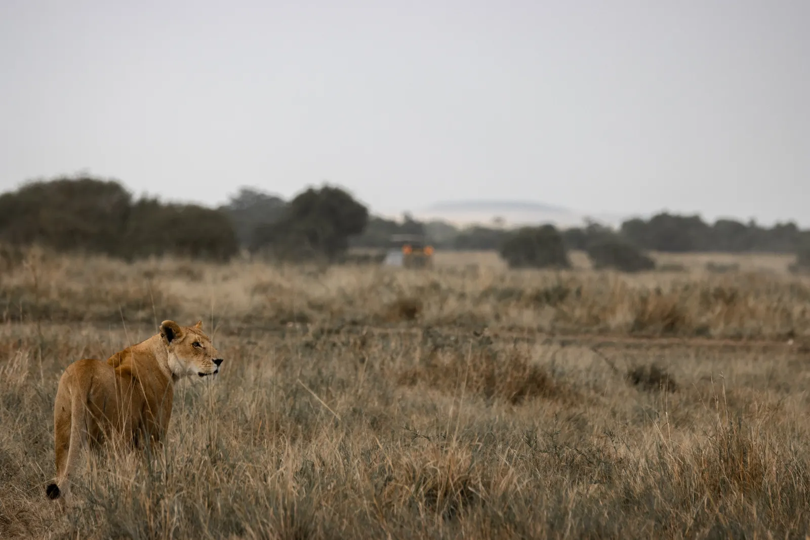 8-Day Kenya Highlights & Culture