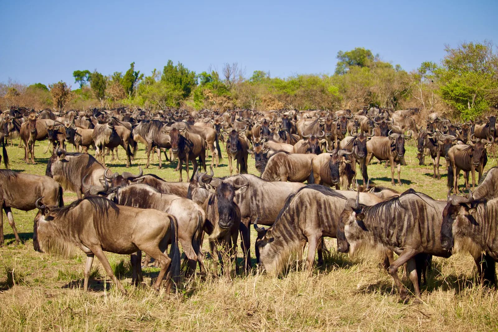 Best Time to Visit the Maasai Mara in 2026