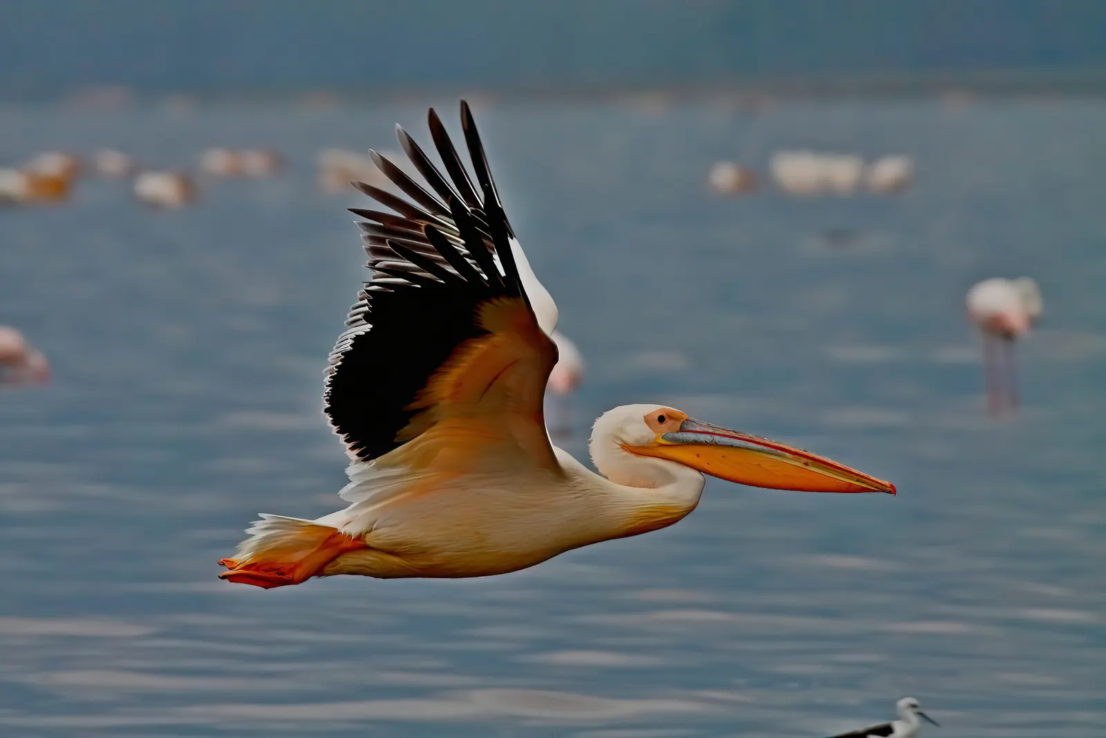 4-Day Nakuru & Naivasha Lakes 4-Day Nakuru & Naivasha Lakes