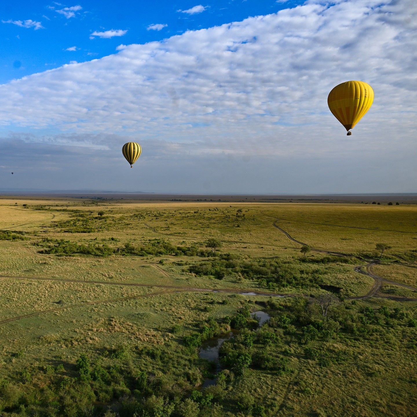 Hot-air balloons drifting over the savanna