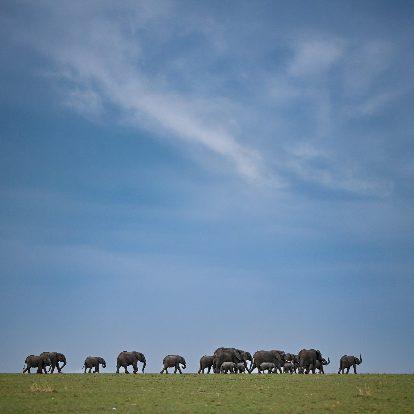 Elephant herd walking along the horizon