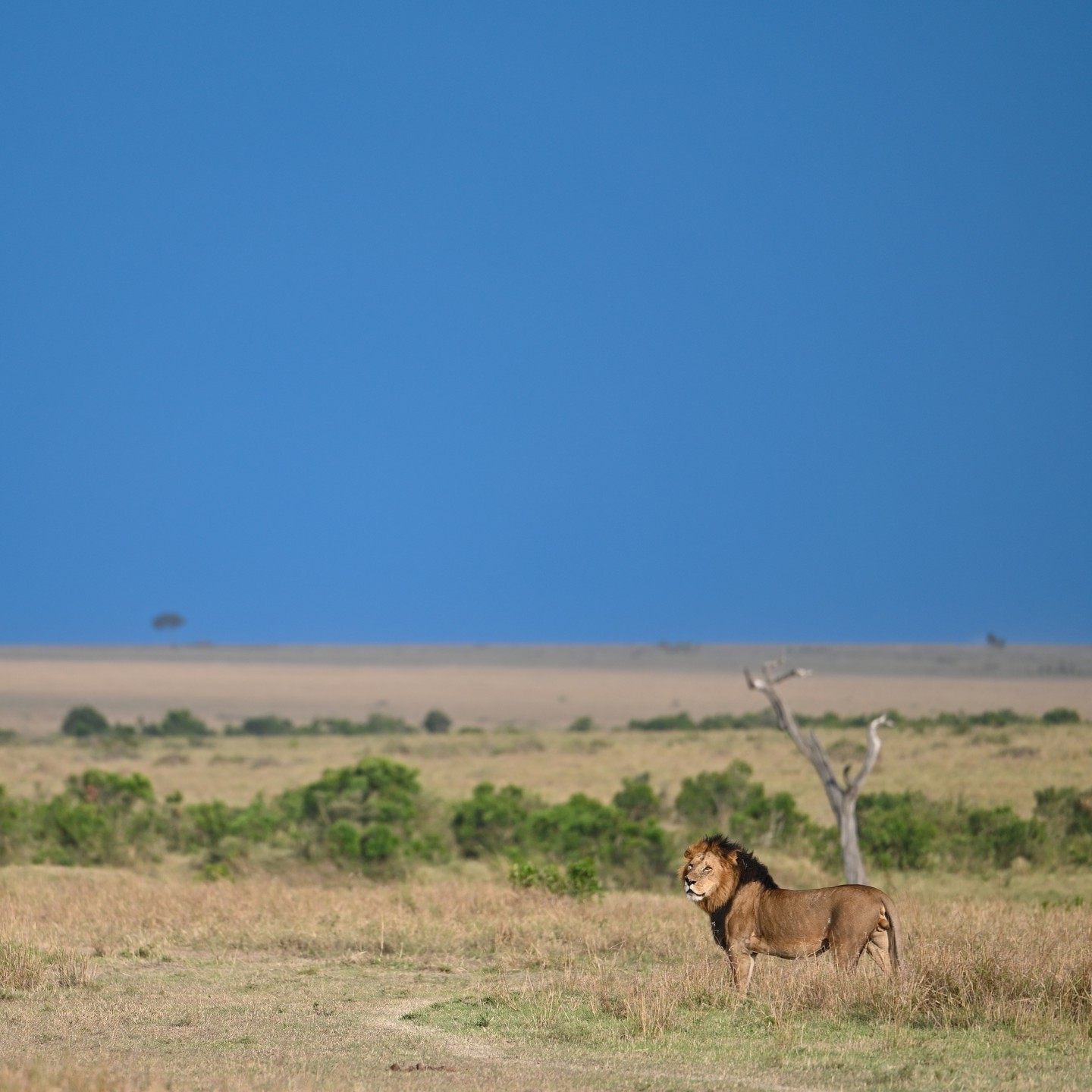 Male lion standing in the savanna grass